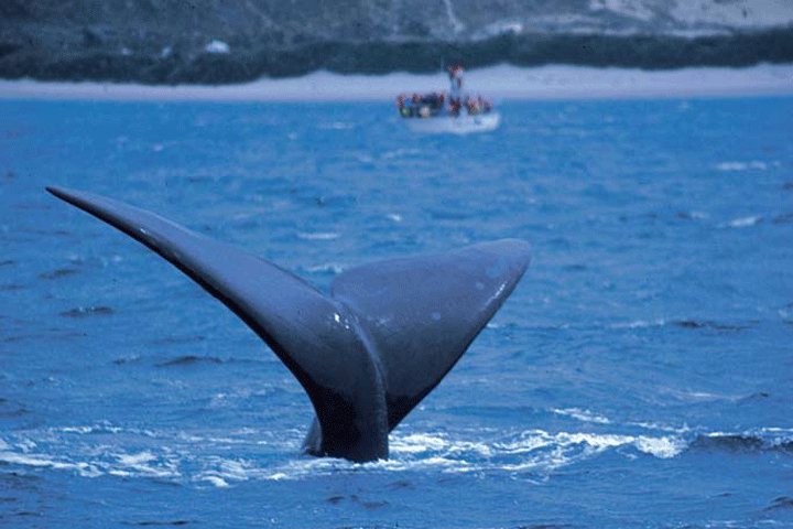 southern region whale, peninsula valdes, chubit, argentina