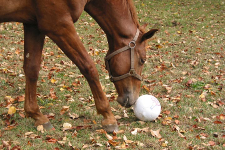 polo ponies